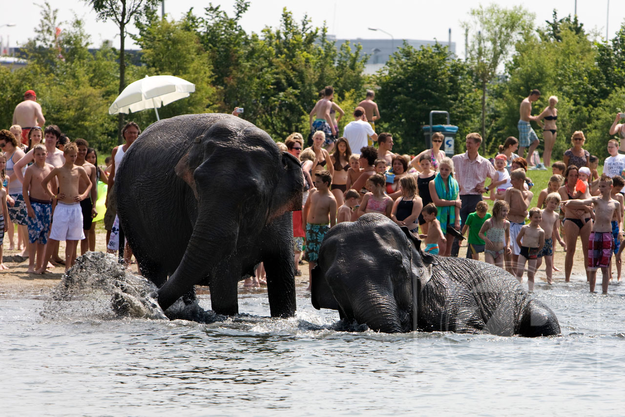 De olifanten van circus Belly Wien, dat de tenten opgeslagen heeft in Warnsveld, nemen een duik in het Bronsbergenmeer in Zutphen voor verkoeling. Dat leverde Patrick van Gemert deze foto op, die vanmorgen te vinden was op de voorpagina's van De Stentor.