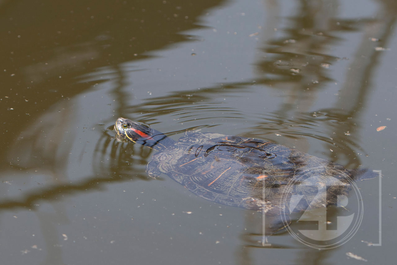 De Zutphense Houthaven heeft een bijzondere bewoner, tussen de schepen zwemt al een paar jaar een roodwangschildpad.
