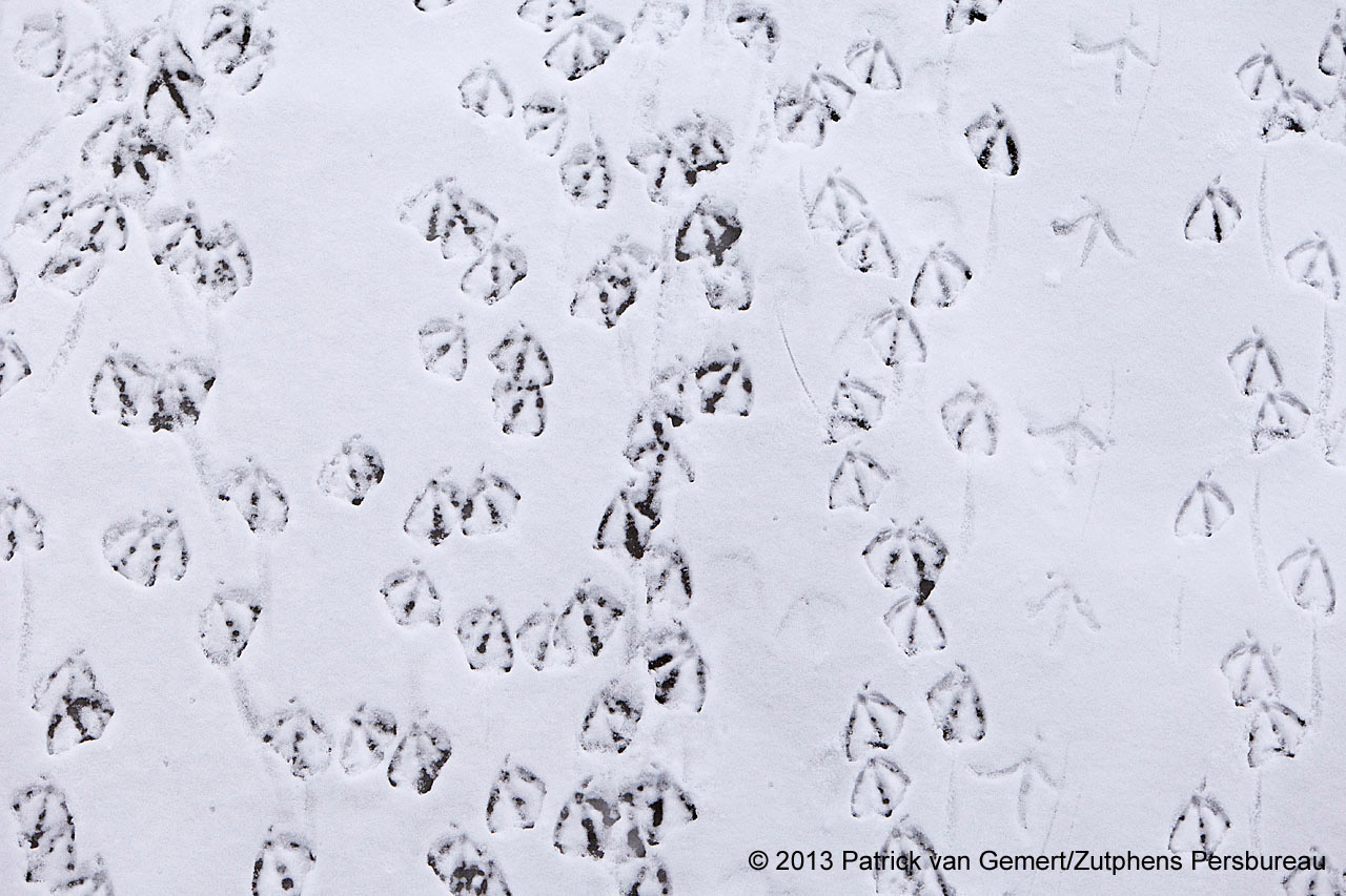 Sporen van watervogels op het besneeuwde ijs.