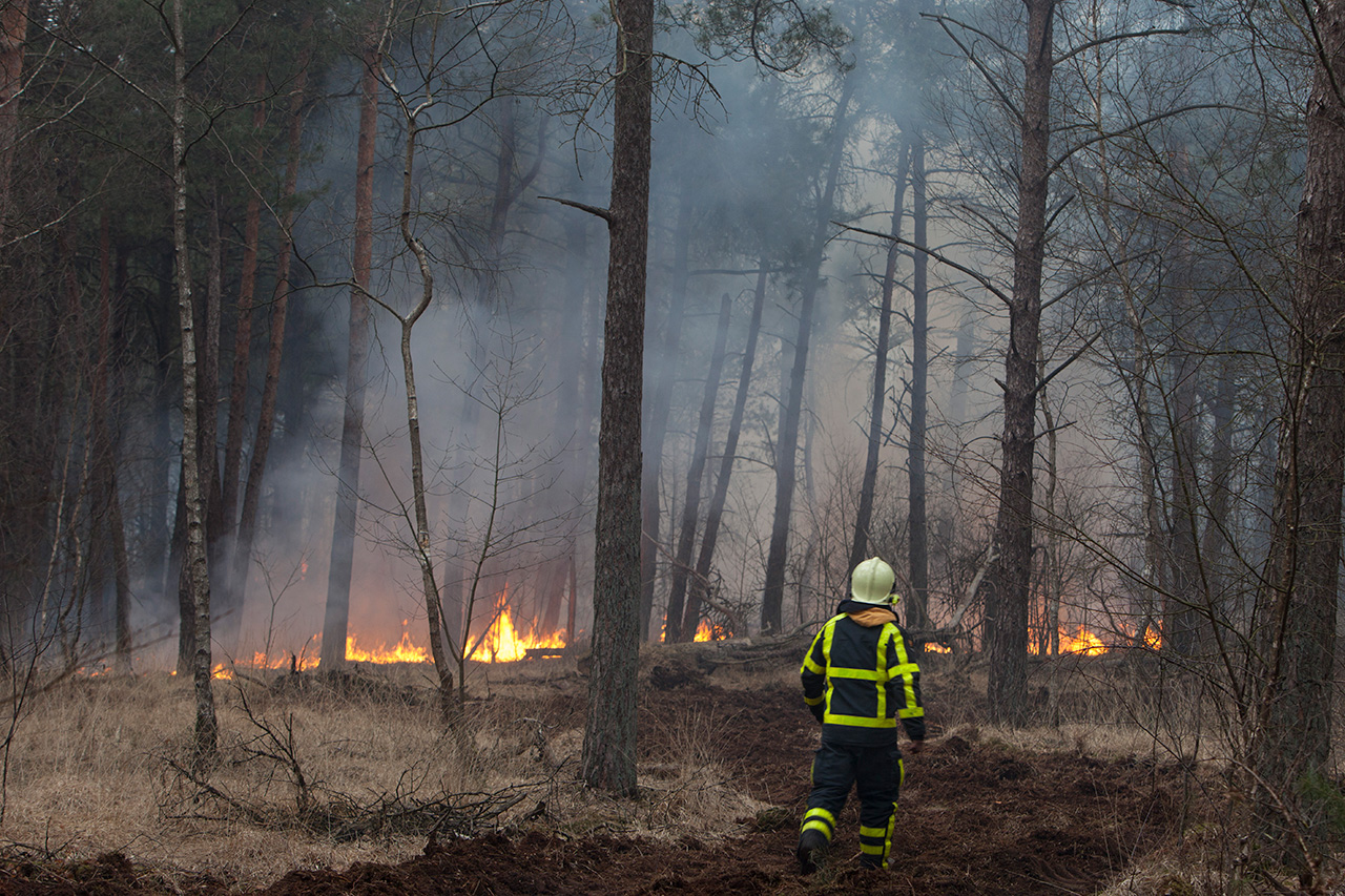 Bosbrand op het Grote Veld. Een brandweerman op een net aangelegde brandgang door het bos.