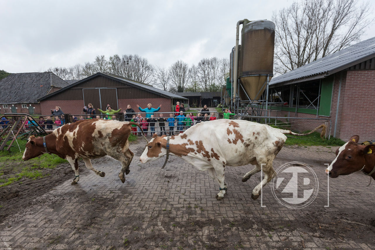 Bij boer Gerwin Wiegman gingen vrijdagmorgen de koeien weer voor het eerst dit jaar naar buiten. Ze hebben de hele winter binnen gestaan en vandaag was het tijd om de wei weer in te gaan. Groep 1 en 2 van de basisschool Villa 60 uit Eefde waren aanwezig om de koeien aan te moedigen.