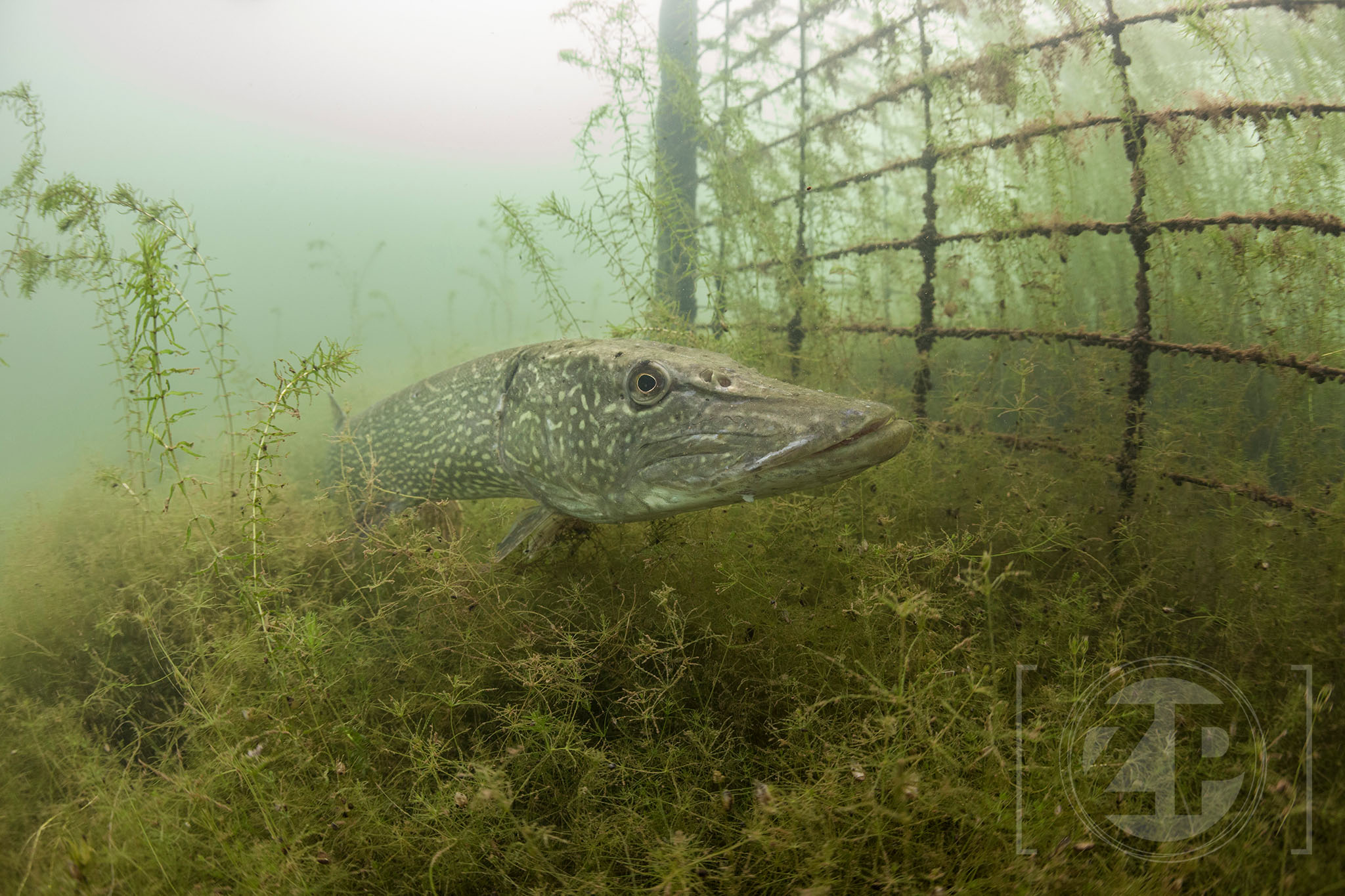 De winnende foto van fotograaf Patrick van Gemert van een snoek in het Bronsbergenmeer in de categorie Onderwater van de Lowland Photo Contest 2018.