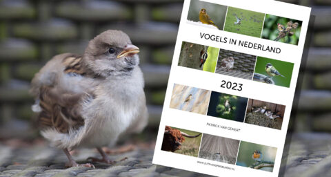 Nederlandse vogelkalender 2023